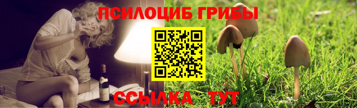 Псилоцибиновые грибы мицелий Чернушка